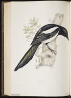 Black-billed Magpie, Eurasian Magpie, pie bavarde plate 216