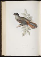 Siberian Jay plate 215
