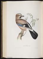 Eurasian Jay plate 214