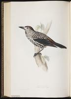 Spotted Nutcracker plate 213