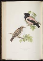 Rosy Starling plate 212