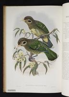 Monograph of the Paradiseidae, 1:159