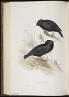 Spotless Starling plate 211
