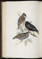 Common Starling, Estornino pinto, étourneau sansonnet, European Starling plate 210