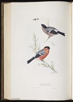 Eurasian Bullfinch plate 209