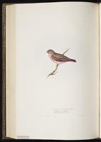 Trumpeter Finch plate 208