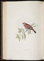 Common Rosefinch plate 207