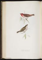 Common Rosefinch plate 206