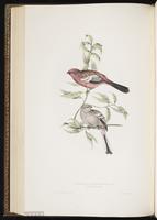 Two-barred Crossbill, White-winged Crossbill plate 205