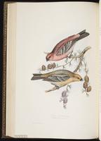 Pine Grosbeak, durbec des sapins plate 204