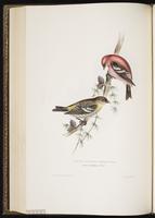 Two-barred Crossbill, White-winged Crossbill, bec-croisé bifascié plate 203