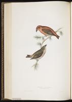 Red Crossbill, bec-croisé des sapins, Picotuerto rojo plate 202