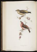 Parrot Crossbill plate 201