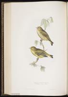 European Greenfinch plate 200