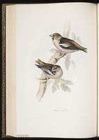 Hawfinch plate 199