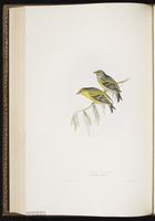 Citril Finch plate 198
