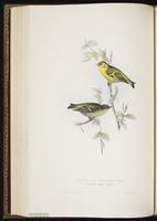Eurasian Siskin plate 197