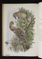 Monograph of the Paradiseidae, 1:153