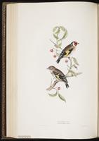 Eurasian Goldfinch, European Goldfinch, chardonneret élégant plate 196