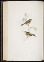 European Serin plate 195