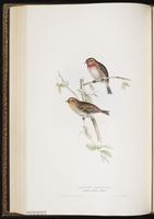 Common Redpoll, sizerin flammé plate 194