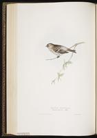 Arctic Redpoll, Hoary Redpoll, sizerin blanchâtre plate 193