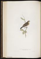 Twite plate 192