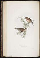 Common Linnet plate 191