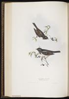 Dark-eyed Junco, junco ardoisé, Junco ojo oscuro plate 190