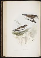 White-winged Snowfinch plate 189
