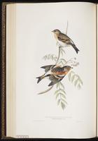 Brambling plate 188