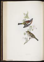 Common Chaffinch plate 187