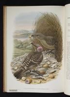 Monograph of the Paradiseidae, 1:149