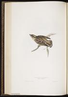 Rock Sparrow plate 186