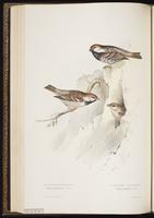 Spanish Sparrow plate 185