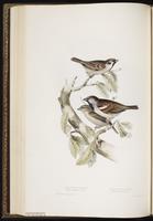 House Sparrow, Gorrión casero, moineau domestique plate 184