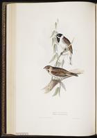 Common Reed Bunting, Common Reed-Bunting, Reed Bunting plate 183