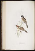 Common Reed Bunting, Common Reed-Bunting, Reed Bunting plate 182