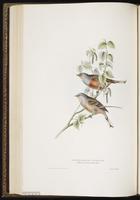 Cretzschmar's Bunting plate 181