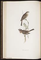 Pine Bunting plate 180
