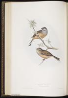 Rock Bunting plate 179
