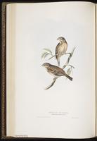 Chestnut-eared Bunting plate 178