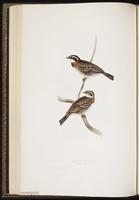 Rustic Bunting plate 177