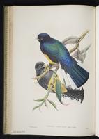 Elegant trogon plate 23