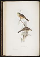 Ortolan Bunting plate 176