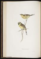 Cirl Bunting plate 175