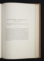Monograph of the Paradiseidae, 1:144