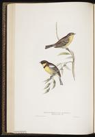 Yellow-breasted Bunting plate 174