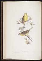 Yellowhammer plate 173