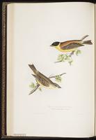 Black-headed Bunting plate 172